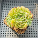 Echeveria 'Anthony' 2" Succulent Plant