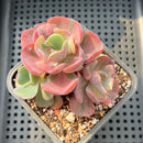 Echeveria 'Beyonce' Variegated Cluster 3" Succulent Plant