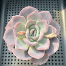 Echeveria Hybrid sp. 3" (Unusual Specimen) Succulent Plant