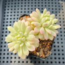 Echeveria sp. Variegated 2" Succulent Plant