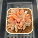 Pachyphytum 'Vampire Snow' 3" Succulent Plant Cutting