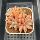 Pachyphytum 'Vampire Snow' 3" Succulent Plant Cutting