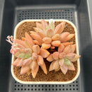 Pachyphytum 'Vampire Snow' 3" Succulent Plant Cutting