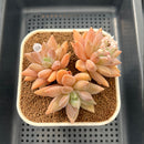 Pachyphytum 'Vampire Snow' 3" Succulent Plant Cutting