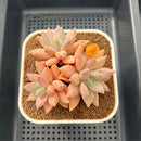 Pachyphytum 'Vampire Snow' 3" Succulent Plant Cutting