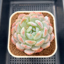 Echeveria 'Orange Monroe' 3" Succulent Plant Cutting