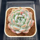 Echeveria 'Orange Monroe' 3" Succulent Plant Cutting