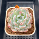 Echeveria 'Orange Monroe' 3" Succulent Plant Cutting