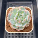 Echeveria 'Orange Monroe' 3" Succulent Plant Cutting