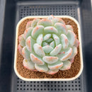 Echeveria 'Orange Monroe' 3" Succulent Plant Cutting