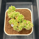 Sedum 'Shangri-La' Crested 3" Succulent Plant Cutting