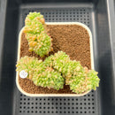 Sedum 'Shangri-La' Crested 3" Succulent Plant Cutting