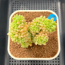 Sedum 'Shangri-La' Crested 3" Succulent Plant Cutting