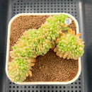 Sedum 'Shangri-La' Crested 3" Succulent Plant Cutting