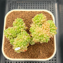 Sedum 'Shangri-La' Crested 3" Succulent Plant Cutting