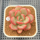 Echeveria 'Apple Candy' 2" Succulent Plant Cutting