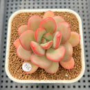 Echeveria 'Apple Candy' 2" Succulent Plant Cutting