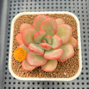 Echeveria 'Apple Candy' 2" Succulent Plant Cutting