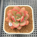 Echeveria 'Apple Candy' 2" Succulent Plant Cutting