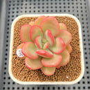 Echeveria 'Apple Candy' 2" Succulent Plant Cutting