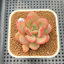 Echeveria 'Apple Candy' 2" Succulent Plant Cutting