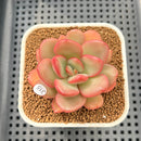 Echeveria 'Apple Candy' 2" Succulent Plant Cutting