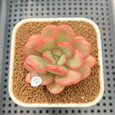 Echeveria 'Apple Candy' 2" Succulent Plant Cutting