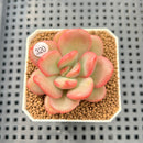 Echeveria 'Apple Candy' 2" Succulent Plant Cutting