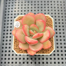 Echeveria 'Apple Candy' 2" Succulent Plant Cutting