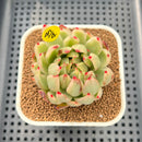 Echeveria Agavoides 'McRising' Variegated 2" Succulent Plant Cutting
