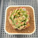 Echeveria Agavoides 'McRising' Variegated 2" Succulent Plant Cutting