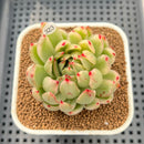 Echeveria Agavoides 'McRising' Variegated 2" Succulent Plant Cutting