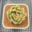 Echeveria Agavoides 'McRising' Variegated 2" Succulent Plant Cutting