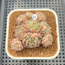 Echeveria 'Amelia' Cluster 2" Succulent Plant Cutting