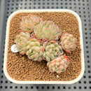 Echeveria 'Amelia' Cluster 2" Succulent Plant Cutting