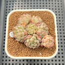 Echeveria 'Amelia' Cluster 2" Succulent Plant Cutting