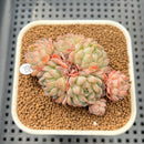 Echeveria 'Amelia' Cluster 2" Succulent Plant Cutting