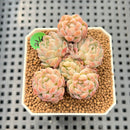 Echeveria 'Amelia' Cluster 2" Succulent Plant Cutting