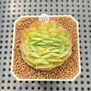 Echeveria 'Leona' Crested 1"-2" Succulent Plant Cutting