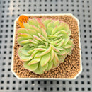 Echeveria 'Leona' Crested 1"-2" Succulent Plant Cutting