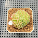 Echeveria 'Leona' Crested 1"-2" Succulent Plant Cutting