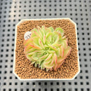 Echeveria 'Leona' Crested 1"-2" Succulent Plant Cutting