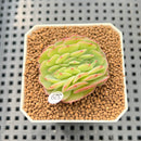 Echeveria 'Leona' Crested 1"-2" Succulent Plant Cutting