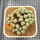 Conophytum Flavum 2" Succulent Plant Cutting