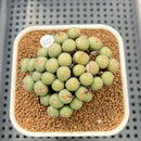 Conophytum Flavum 2" Succulent Plant Cutting