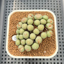 Conophytum Flavum 2" Succulent Plant Cutting