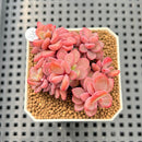Echeveria 'Rezry' 2" Succulent Plant Cutting