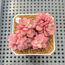 Echeveria 'Rezry' 2" Succulent Plant Cutting