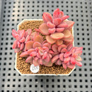 Echeveria 'Rezry' 2" Succulent Plant Cutting