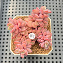Echeveria 'Rezry' 2" Succulent Plant Cutting